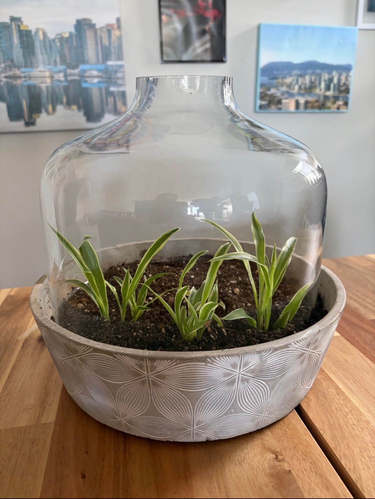 Glass Cloche Terrarium with Ceramic Base and Spider Plants